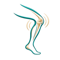 Teal and gold leg icon highlighting comfortable knee movement. Teal and gold leg icon highlighting comfortable knee movement.