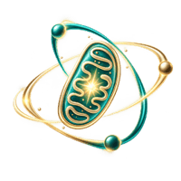 Glowing teal and gold mitochondrion representing cellular energy. Glowing teal and gold mitochondrion representing cellular energy.